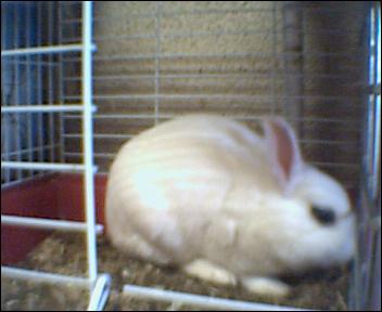 madine ki devien pépito